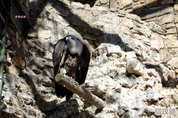 2025年热门疯狂动物园帽子图鉴大全：王冠系列尊享版